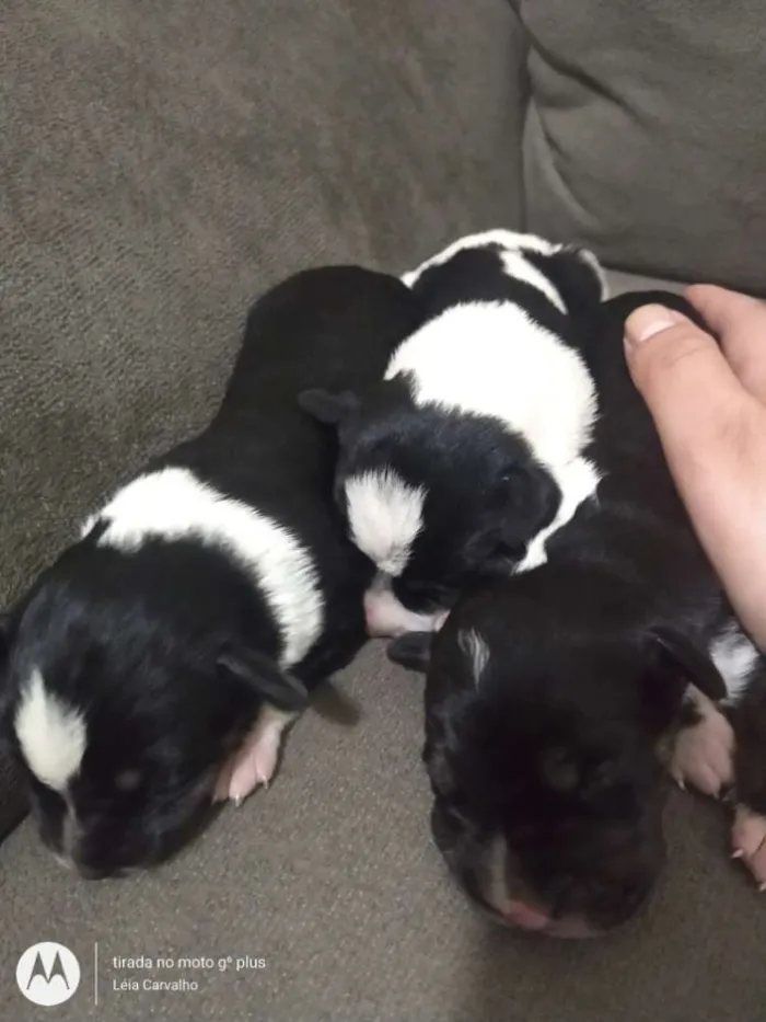 Cachorro ra a Indefinida idade Abaixo de 2 meses nome Não dei nome à eles 