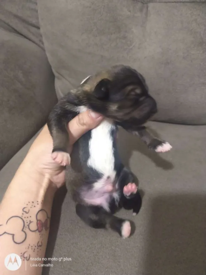 Cachorro ra a Indefinida idade Abaixo de 2 meses nome Não dei nome à eles 
