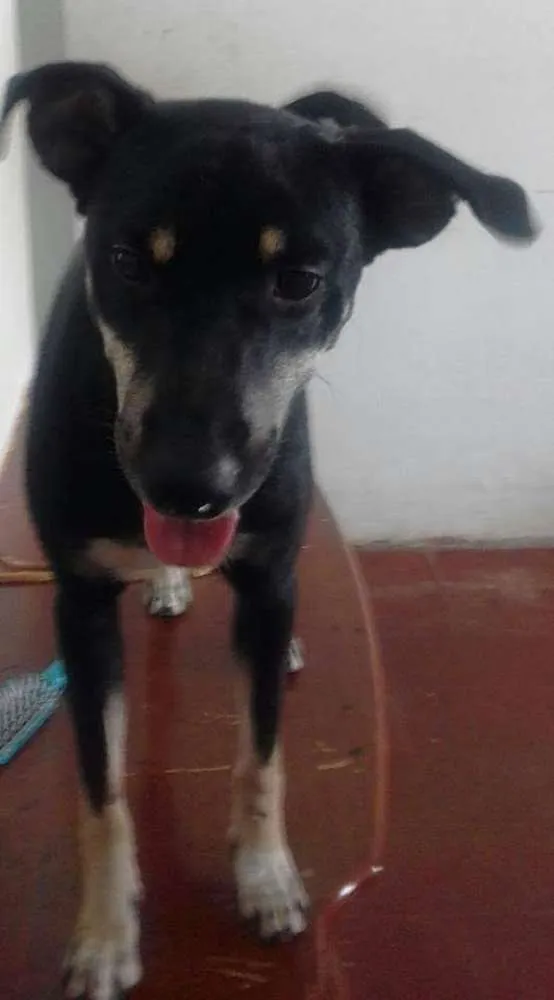 Cachorro ra a Vira lata idade 4 anos nome Teo