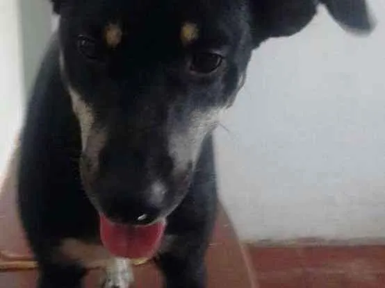 Cachorro ra a Vira lata idade 4 anos nome Teo