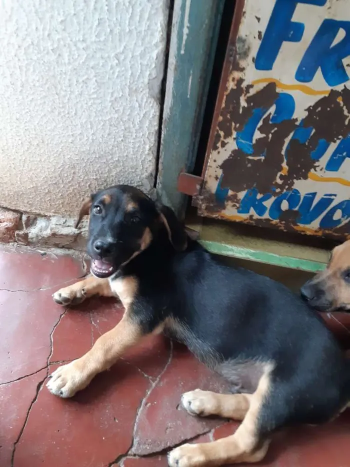 Cachorro ra a SRD idade 2 a 6 meses nome Dexter, Serena, Juli