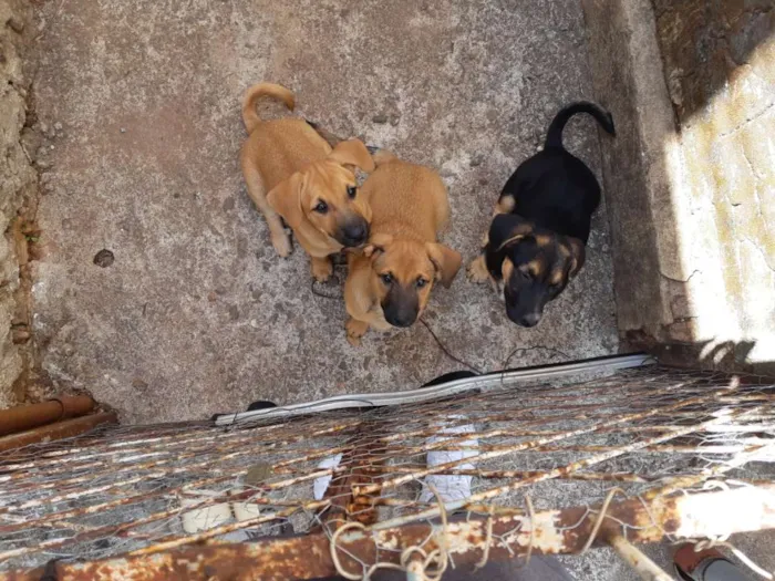 Cachorro ra a SRD idade 2 a 6 meses nome Dexter, Serena, Juli
