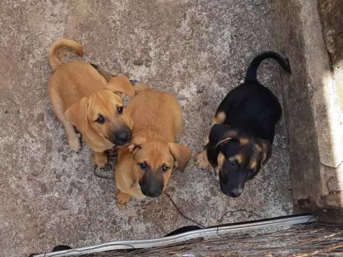 Cachorro ra a SRD idade 2 a 6 meses nome Dexter, Serena, Juli