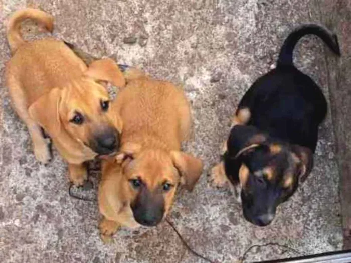 Cachorro ra a SRD idade 2 a 6 meses nome Dexter, Serena, Juli