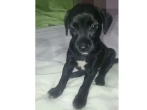 Cachorro raça SRD idade Abaixo de 2 meses nome Sem Nomes