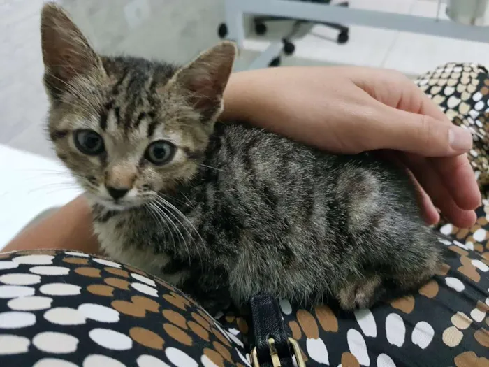 Gato ra a Srd idade 2 a 6 meses nome Flor