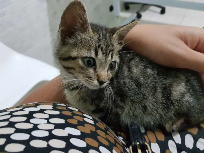 Gato ra a Srd idade 2 a 6 meses nome Flor