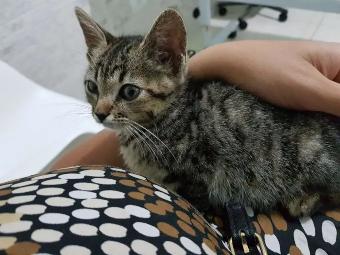 Gato ra a Srd idade 2 a 6 meses nome Flor