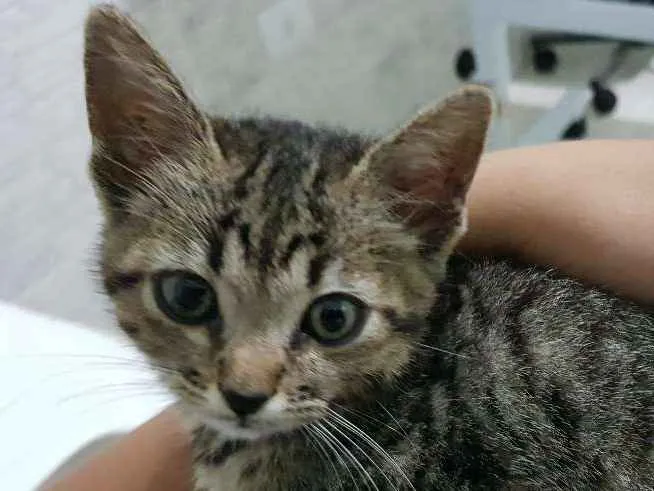 Gato ra a Srd idade 2 a 6 meses nome Flor