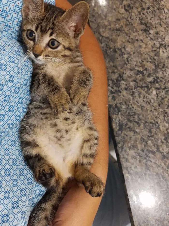 Gato ra a Srd idade 2 a 6 meses nome Flor