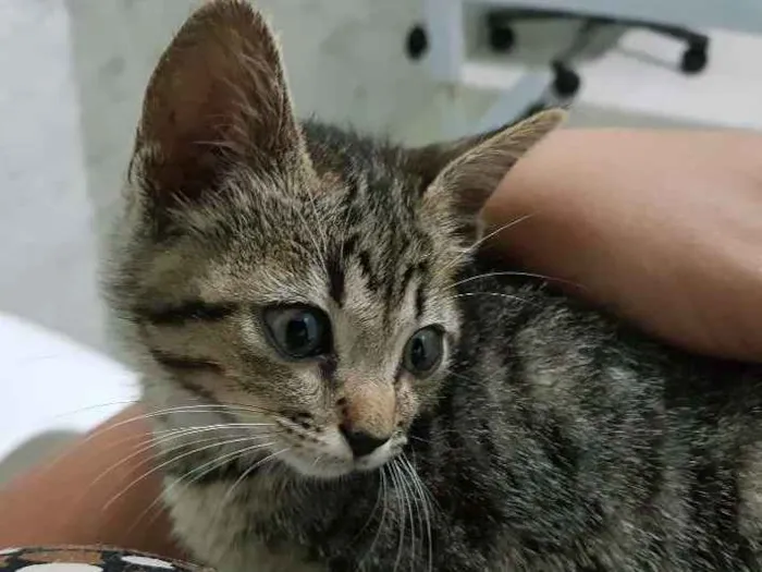 Gato ra a Srd idade 2 a 6 meses nome Flor
