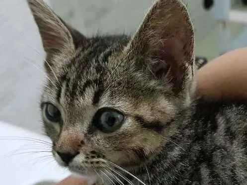 Gato ra a Srd idade 2 a 6 meses nome Flor