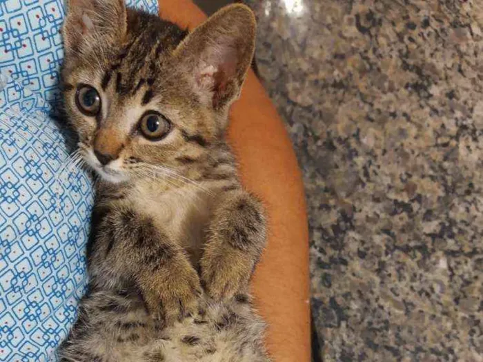 Gato ra a Srd idade 2 a 6 meses nome Flor