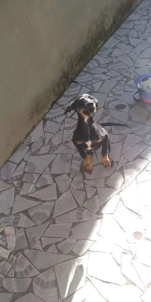 Cachorro ra a Não sei idade 2 a 6 meses nome Mel