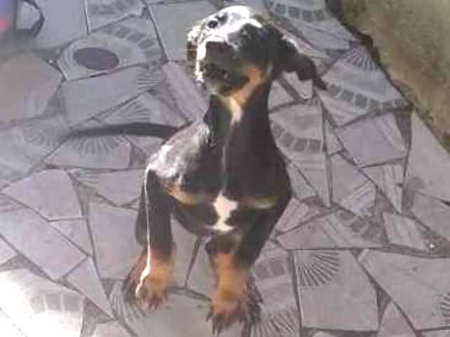 Cachorro ra a Não sei idade 2 a 6 meses nome Mel