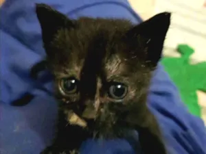 Gato raça Srs idade Abaixo de 2 meses nome Fanny