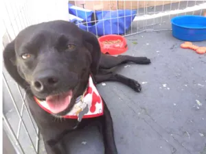 Cachorro raça SRD idade 2 anos nome Pretinha