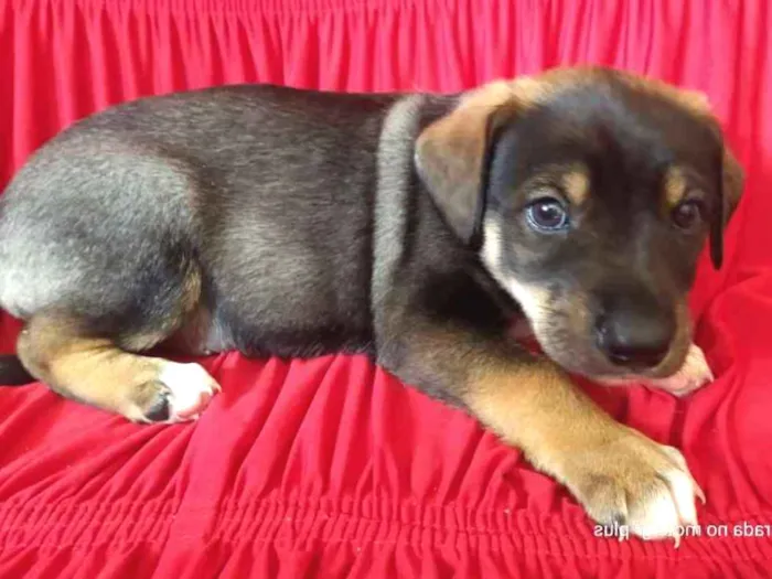 Cachorro ra a Indefinida idade Abaixo de 2 meses nome Não dei nome à eles 