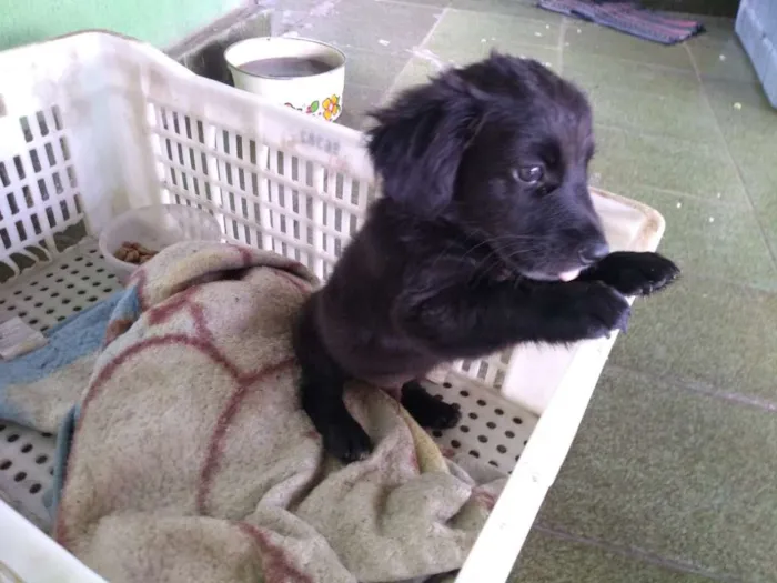 Cachorro ra a Vira lata idade 2 a 6 meses nome Max