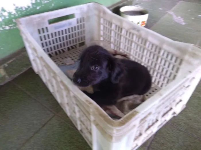 Cachorro ra a Vira lata idade 2 a 6 meses nome Max