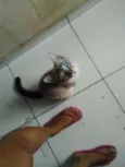 Não tem