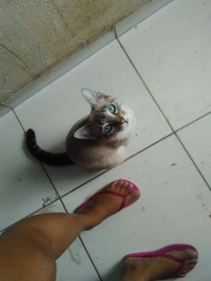Gato ra a Indefinido  idade 7 a 11 meses nome Não tem