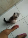 Não tem