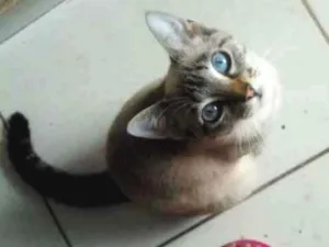 Gato raça Indefinido  idade 7 a 11 meses nome Não tem 