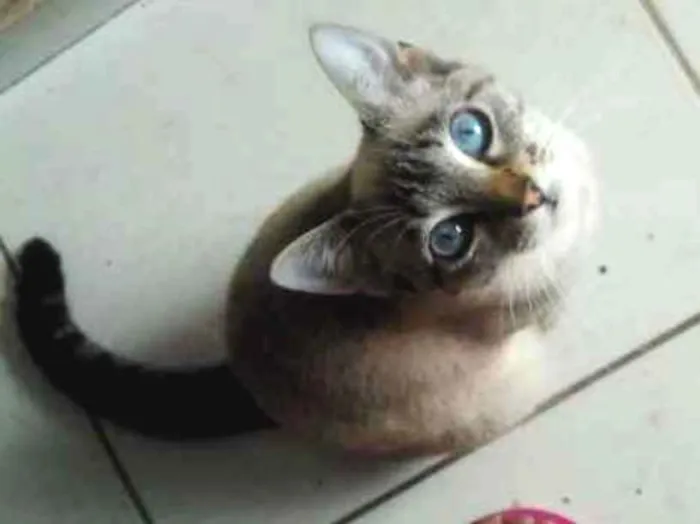 Gato ra a Indefinido  idade 7 a 11 meses nome Não tem
