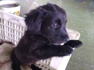 Cachorro raça Vira lata idade 2 a 6 meses nome Max