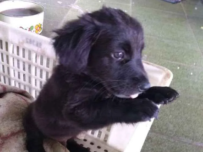 Cachorro ra a Vira lata idade 2 a 6 meses nome Max