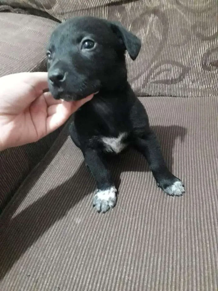 Cachorro raça Vira-lata idade Abaixo de 2 meses nome Baby