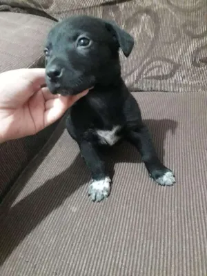Cachorro raça Vira-lata idade Abaixo de 2 meses nome Baby
