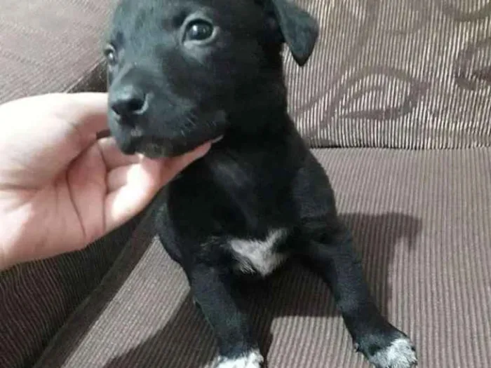 Cachorro raça Vira-lata idade Abaixo de 2 meses nome Baby