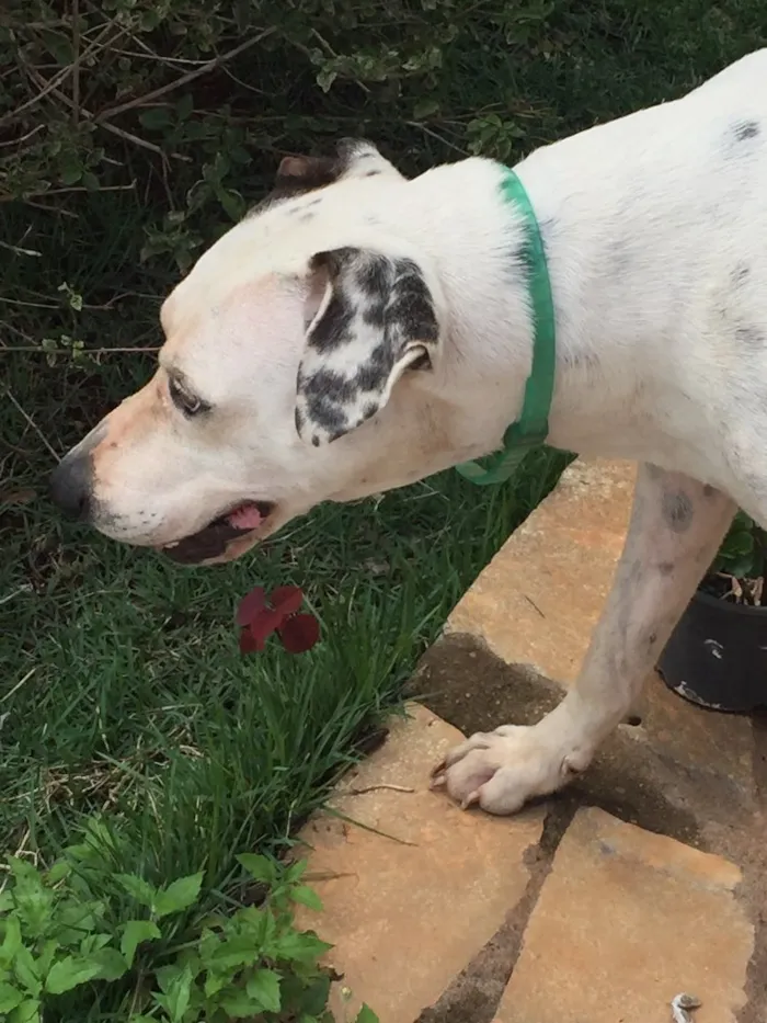 Cachorro ra a SRD idade 4 anos nome Brisa 