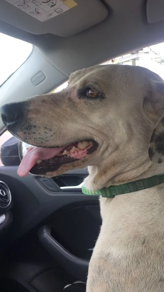 Cachorro ra a SRD idade 4 anos nome Brisa 