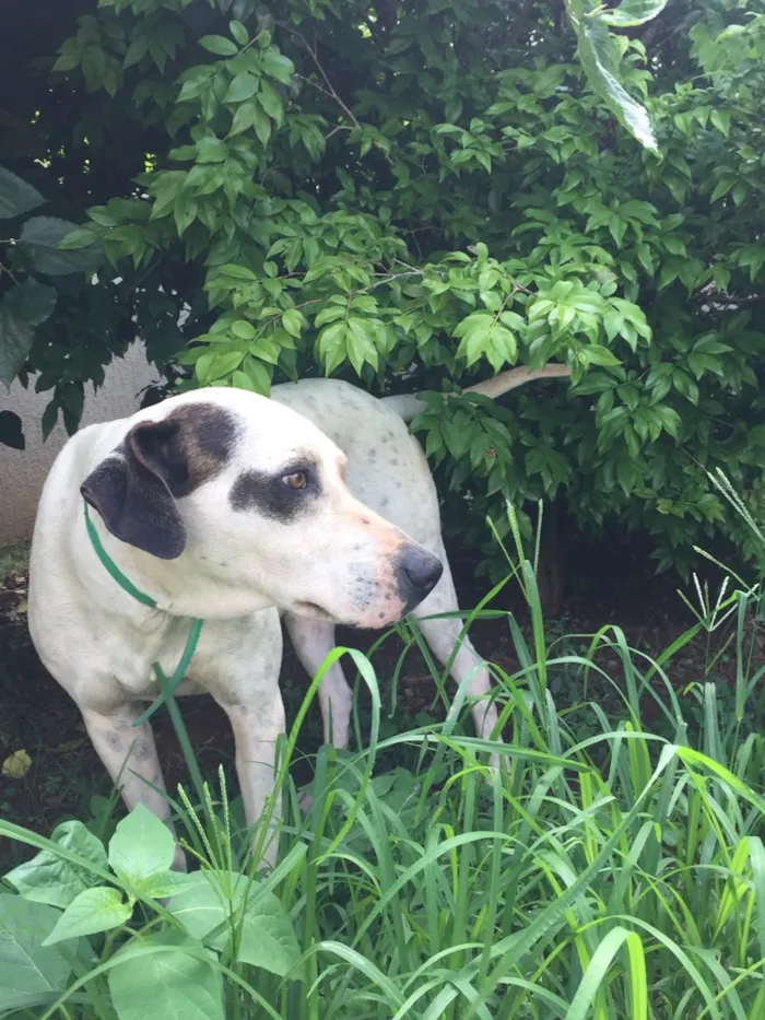 Cachorro ra a SRD idade 4 anos nome Brisa 