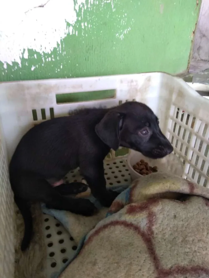 Cachorro ra a Vira lata idade 2 a 6 meses nome Bobi