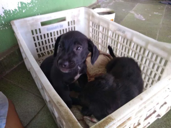 Cachorro ra a Vira lata idade 2 a 6 meses nome Bobi