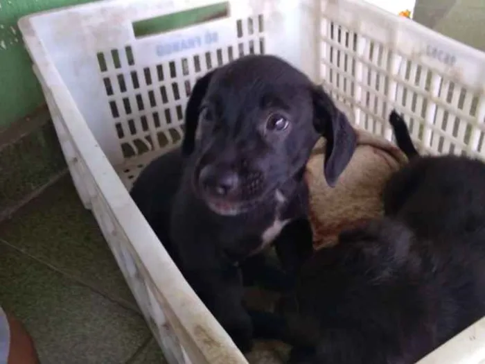 Cachorro ra a Vira lata idade 2 a 6 meses nome Bobi