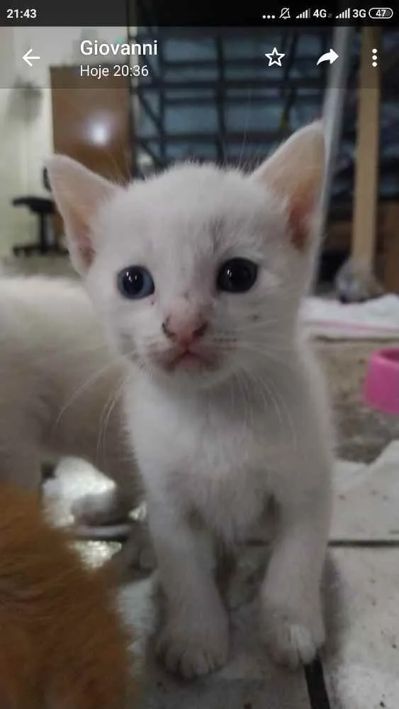 Gato ra a Sem raça definida idade Abaixo de 2 meses nome Nevada