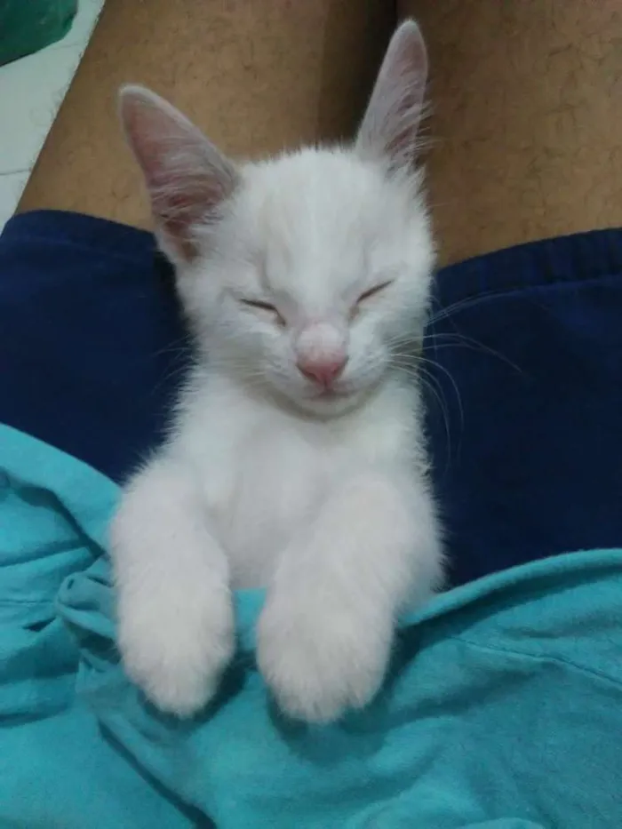 Gato ra a Listrada idade Abaixo de 2 meses nome Alyssa
