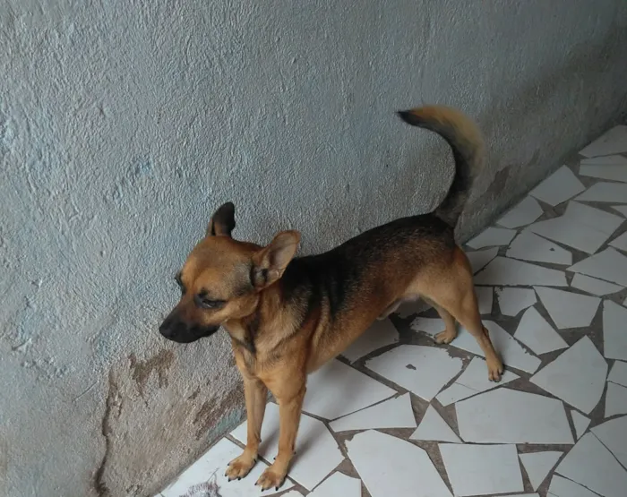 Cachorro raça SRD idade 2 anos nome Bob