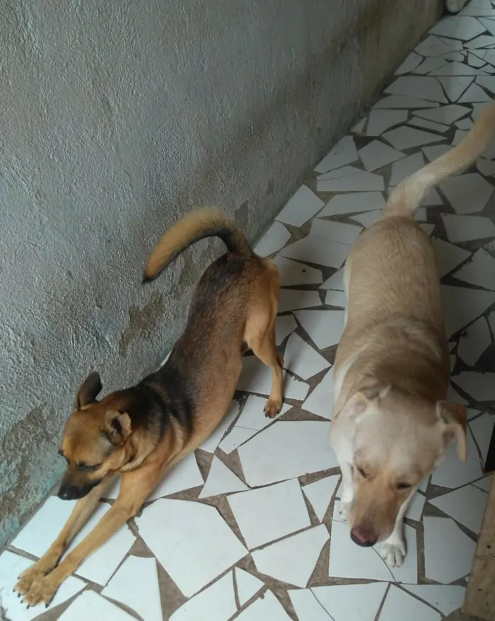 Cachorro raça SRD idade 2 anos nome Bob