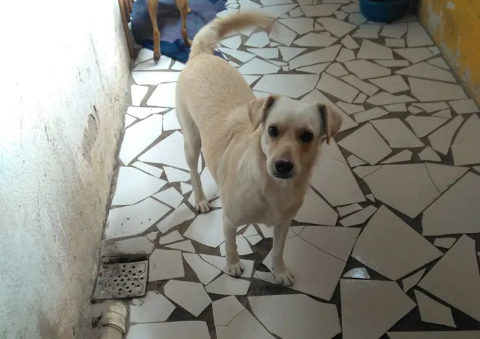 Cachorro raça SRD idade 2 anos nome Lua