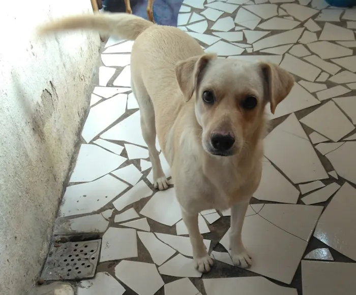 Cachorro raça SRD idade 2 anos nome Lua