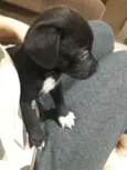 Baby