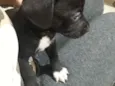 Baby