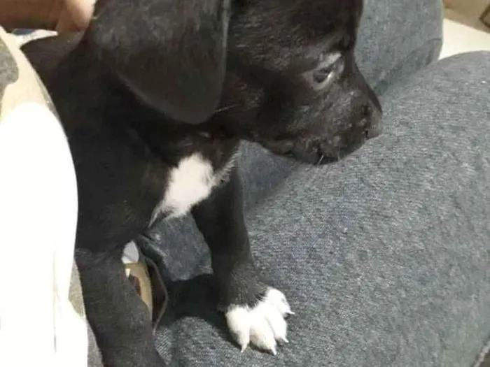 Cachorro raça Vira-lata idade Abaixo de 2 meses nome Baby