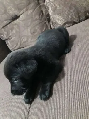 Cachorro raça Vira-lata idade Abaixo de 2 meses nome Baby